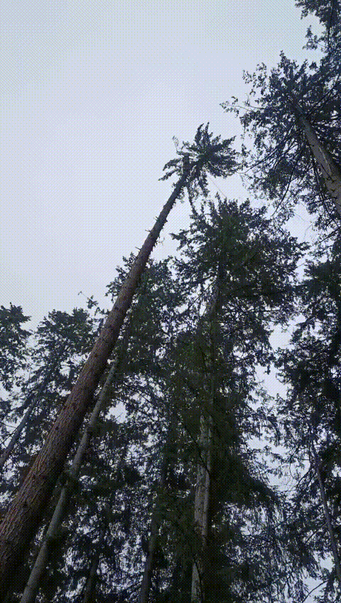 arborist/tree_topping.gif